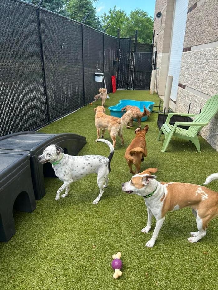 Images Spa Paw & Tail Premier Pet Resort