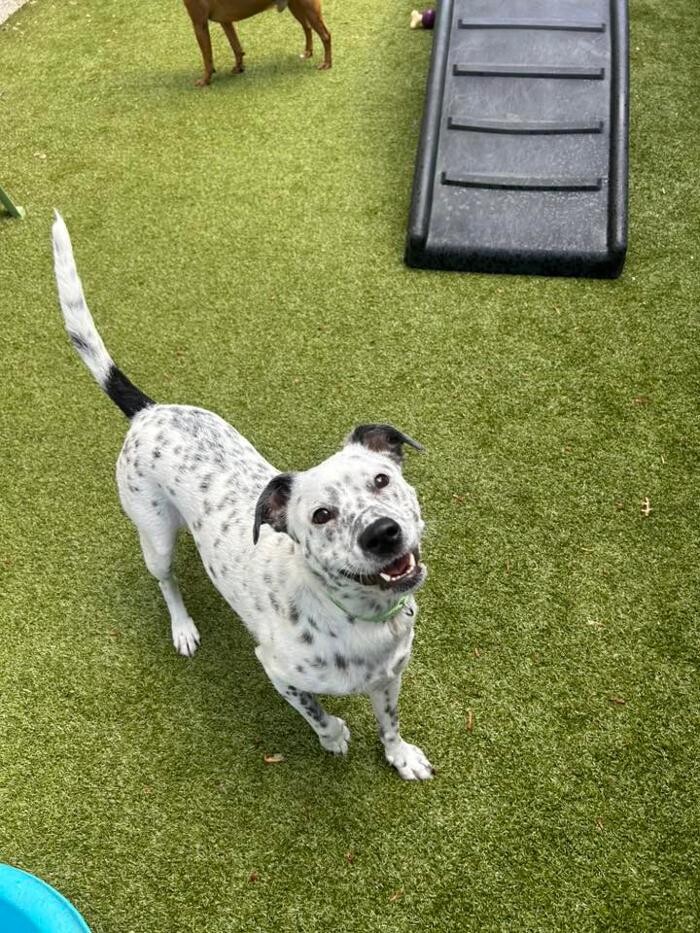 Images Spa Paw & Tail Premier Pet Resort