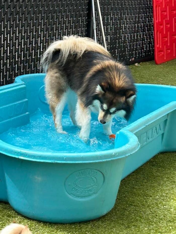 Images Spa Paw & Tail Premier Pet Resort