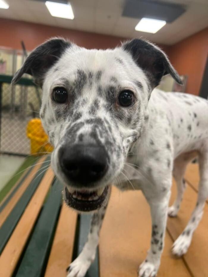 Images Spa Paw & Tail Premier Pet Resort