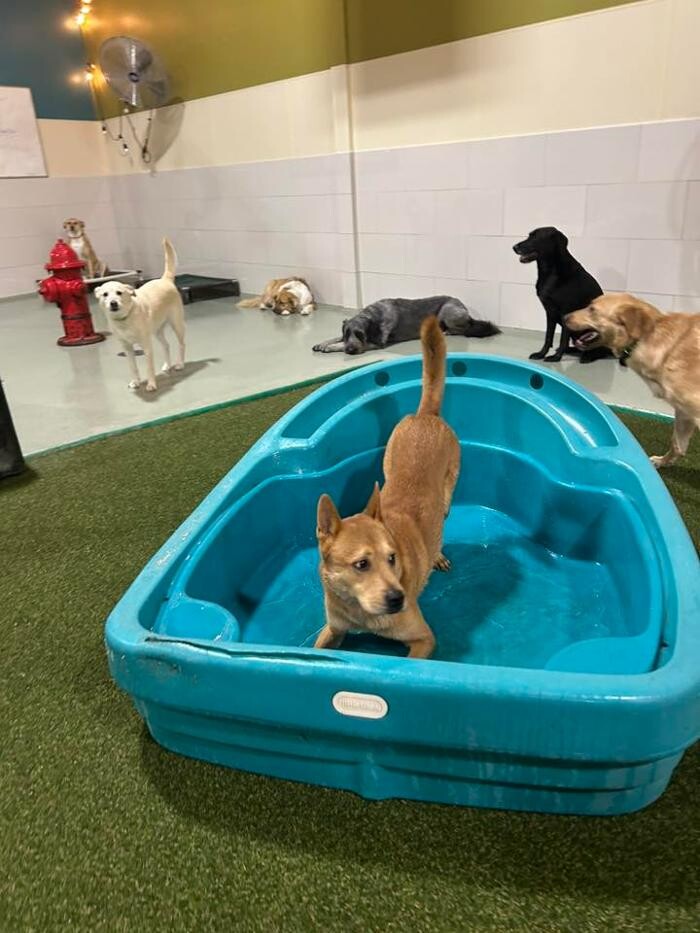 Images Spa Paw & Tail Premier Pet Resort