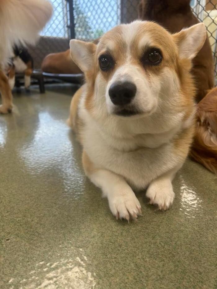 Images Spa Paw & Tail Premier Pet Resort