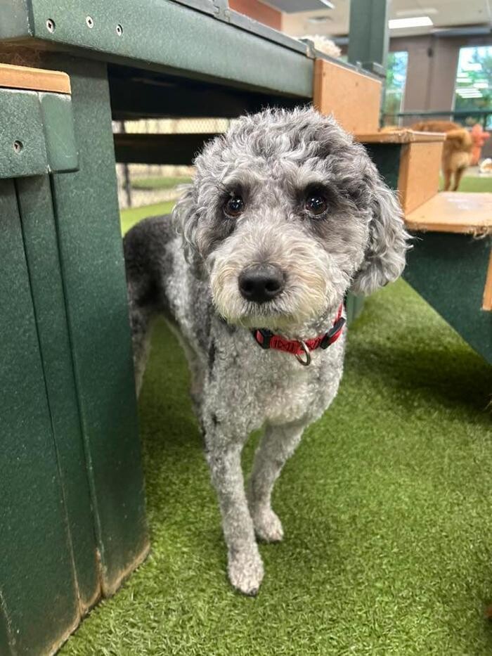 Images Spa Paw & Tail Premier Pet Resort
