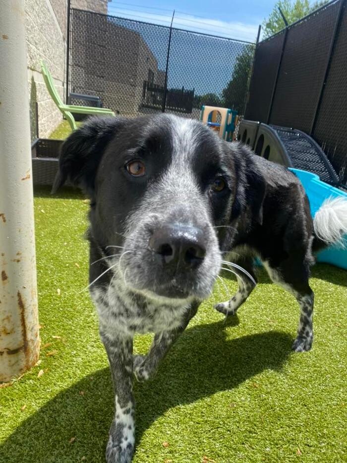 Images Spa Paw & Tail Premier Pet Resort