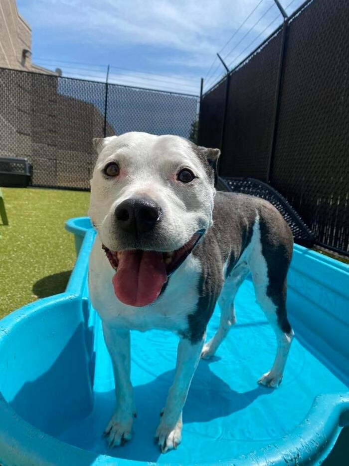 Images Spa Paw & Tail Premier Pet Resort
