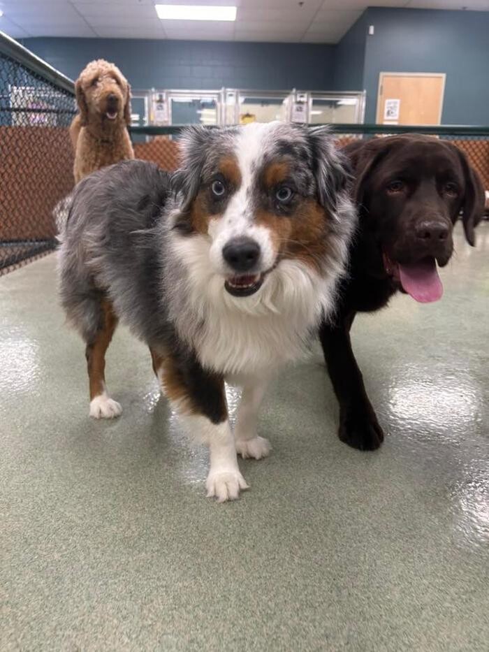 Images Spa Paw & Tail Premier Pet Resort