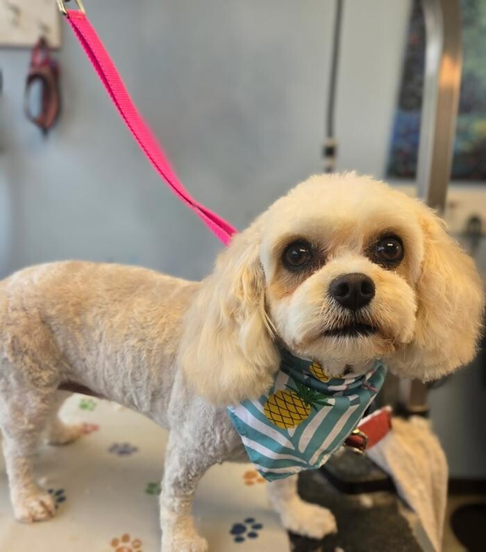 Images Spa Paw & Tail Premier Pet Resort