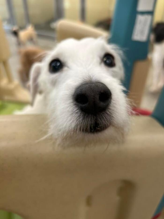 Images Spa Paw & Tail Premier Pet Resort