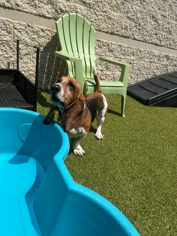 Images Spa Paw & Tail Premier Pet Resort