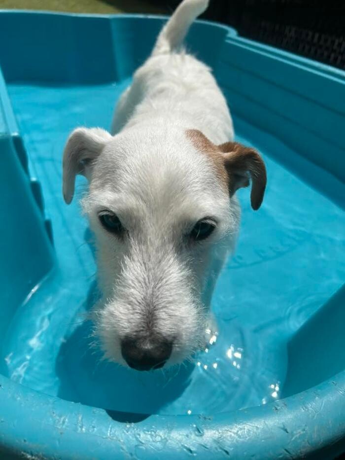 Images Spa Paw & Tail Premier Pet Resort