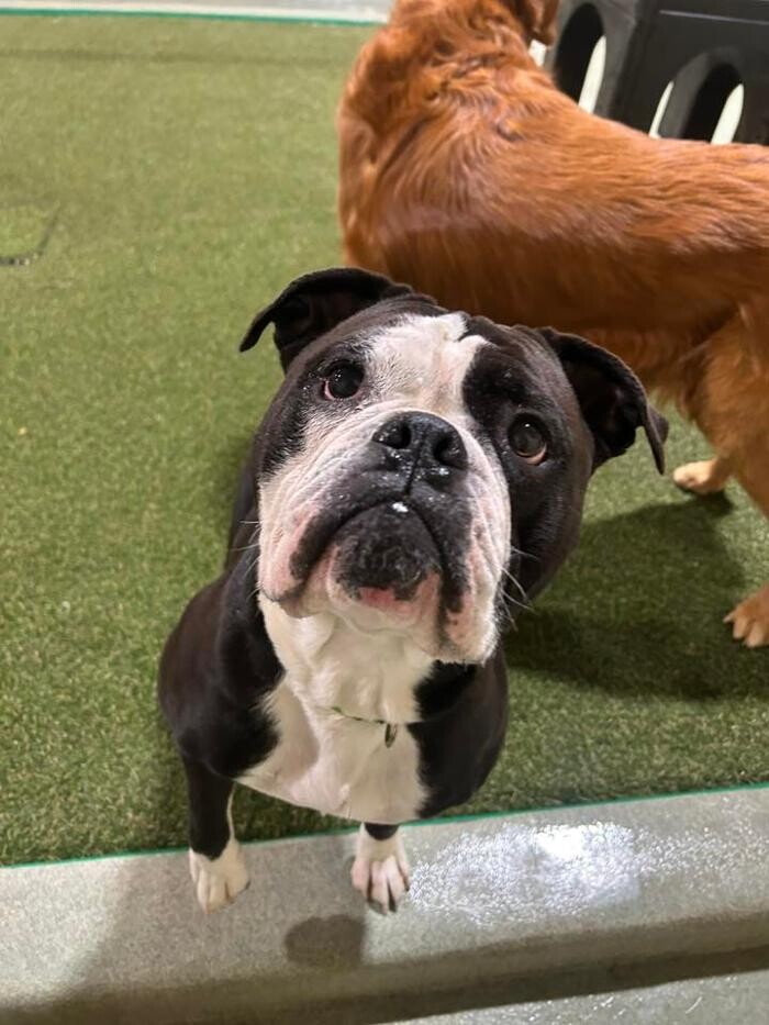 Images Spa Paw & Tail Premier Pet Resort