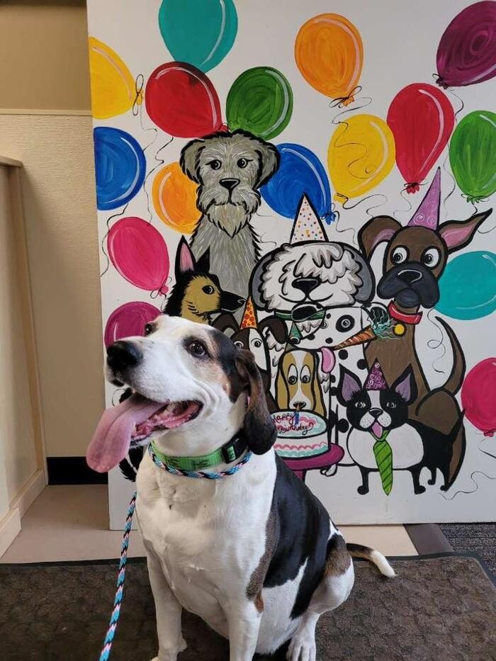 Images Spa Paw & Tail Premier Pet Resort