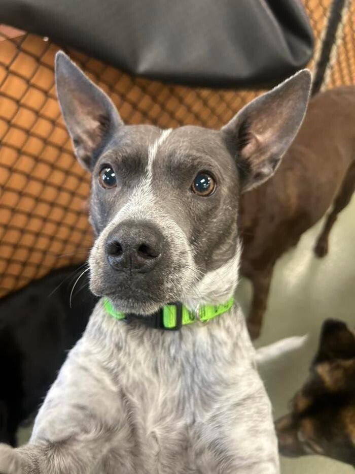 Images Spa Paw & Tail Premier Pet Resort