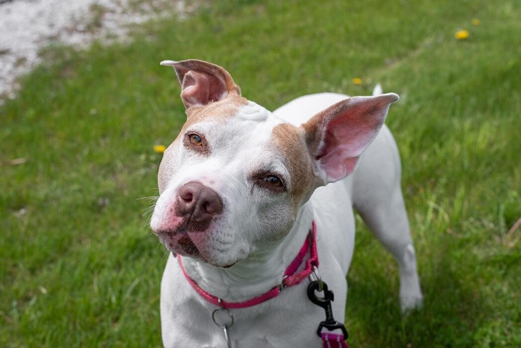 Images Spa Paw & Tail Premier Pet Resort