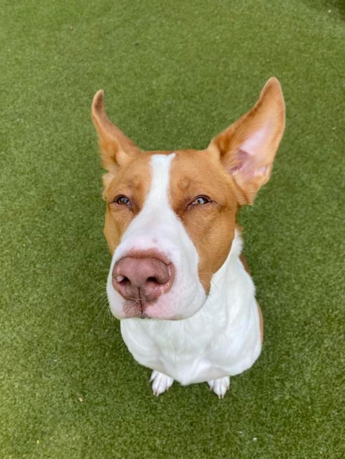 Images Spa Paw & Tail Premier Pet Resort
