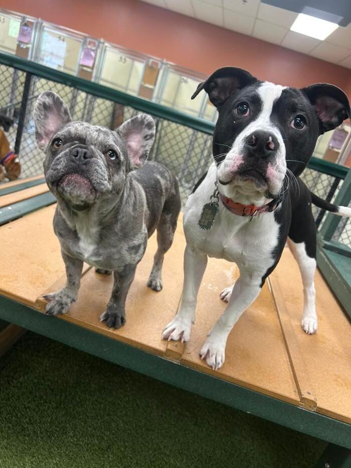 Images Spa Paw & Tail Premier Pet Resort