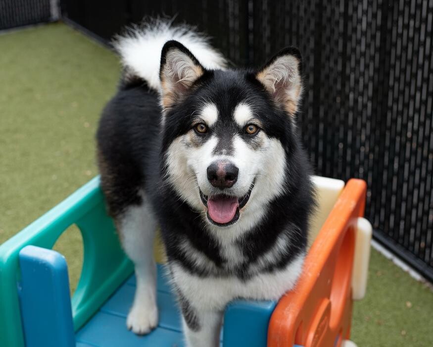 Images Spa Paw & Tail Premier Pet Resort