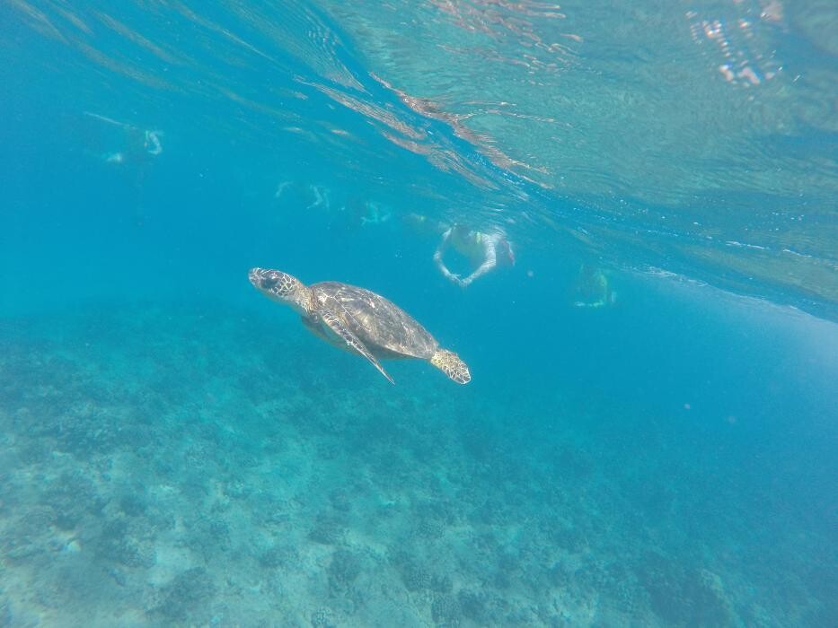 Images Kaiser, Shepherd & Nakon, P.C.