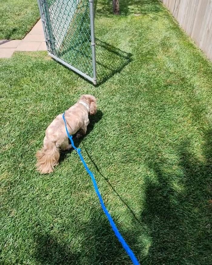 Images Willow Creek Kennels