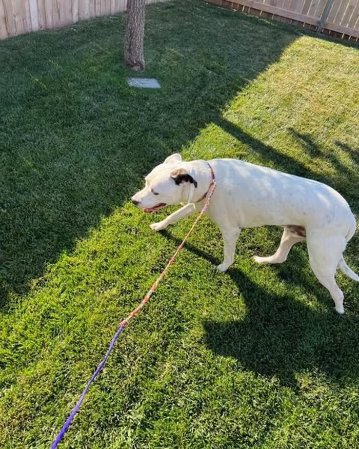 Images Willow Creek Kennels