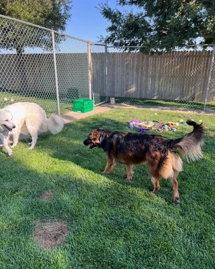 Images Willow Creek Kennels