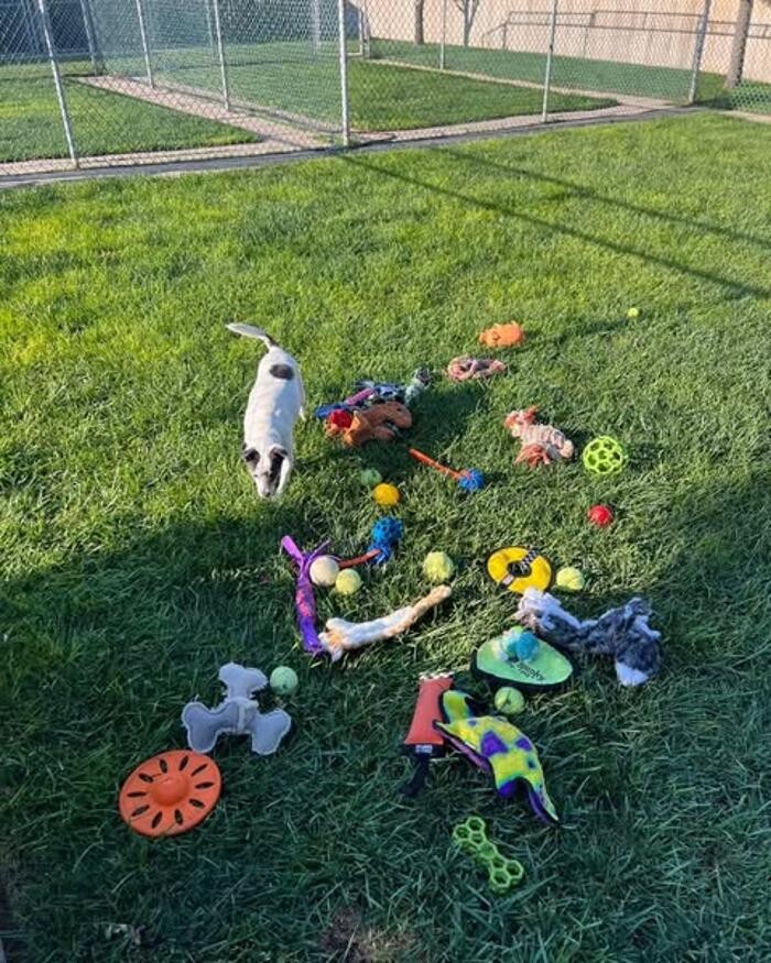 Images Willow Creek Kennels