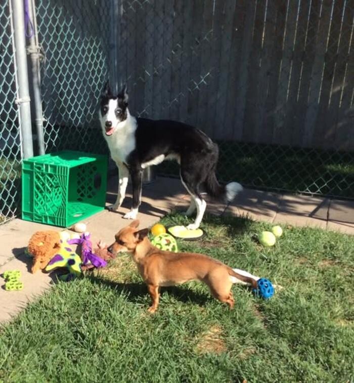 Images Willow Creek Kennels
