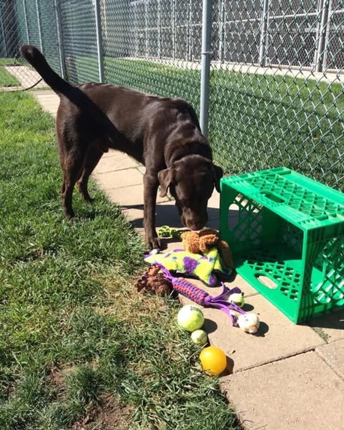 Images Willow Creek Kennels