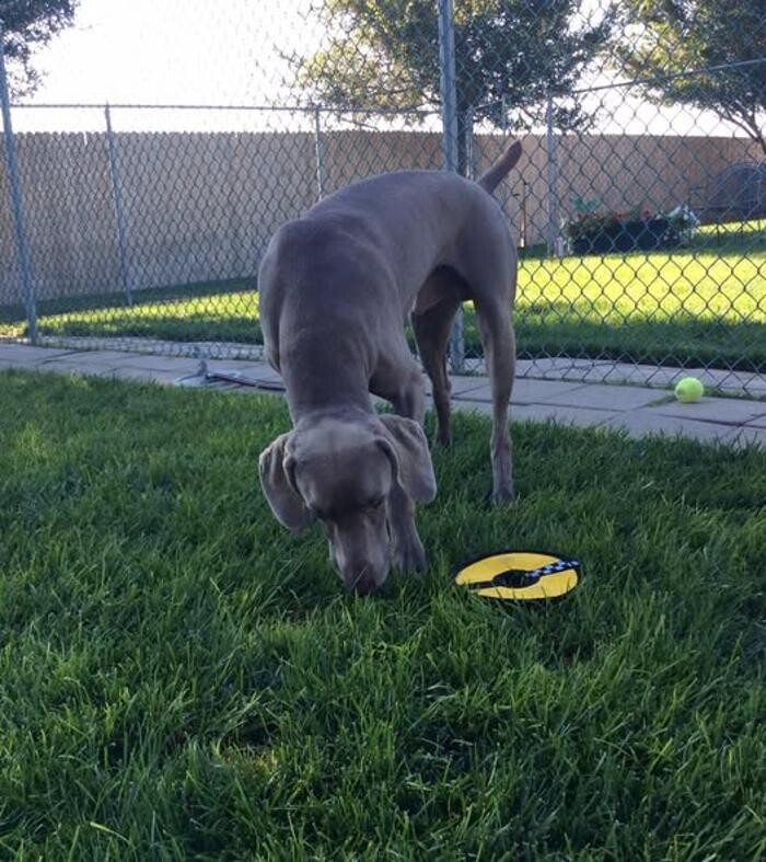 Images Willow Creek Kennels