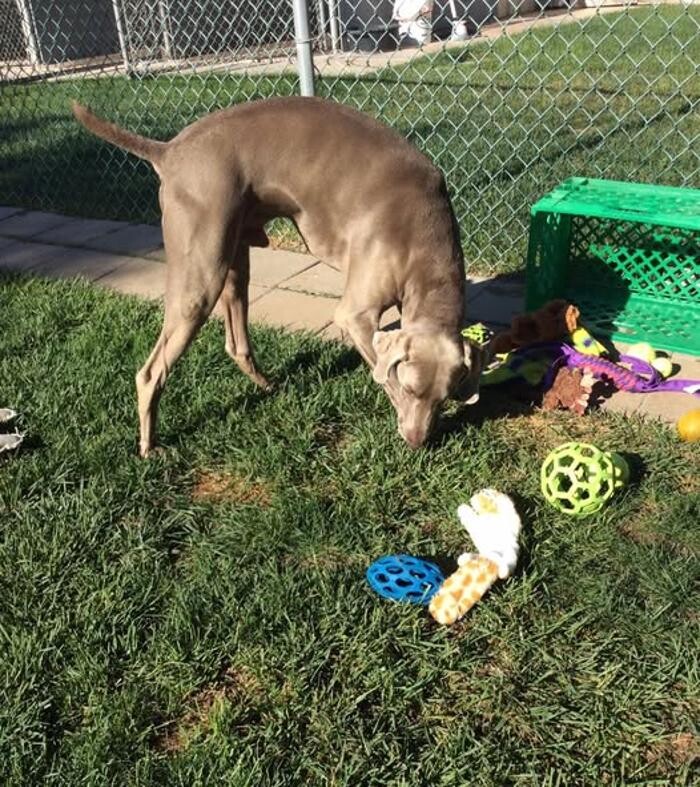 Images Willow Creek Kennels