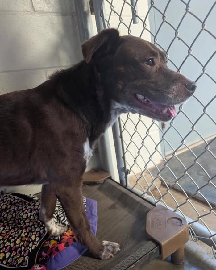Images Willow Creek Kennels