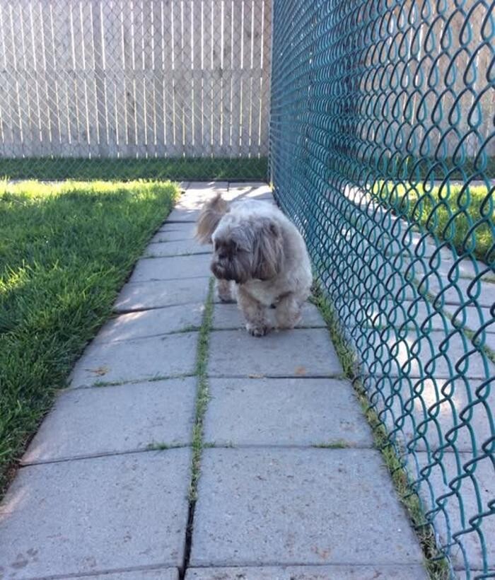 Images Willow Creek Kennels