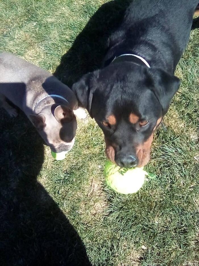 Images Willow Creek Kennels