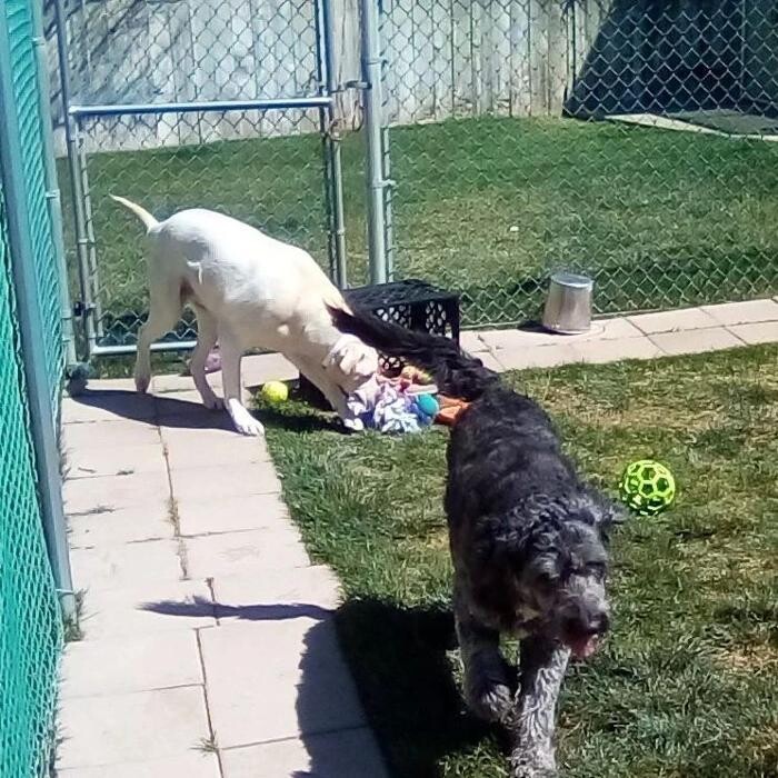 Images Willow Creek Kennels