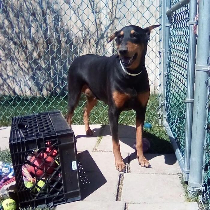 Images Willow Creek Kennels