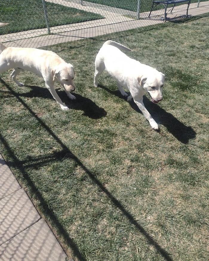 Images Willow Creek Kennels