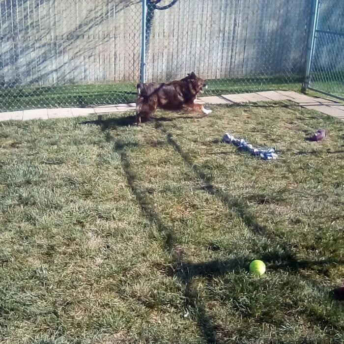 Images Willow Creek Kennels