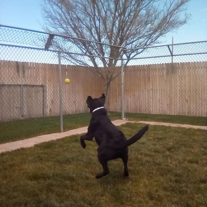 Images Willow Creek Kennels