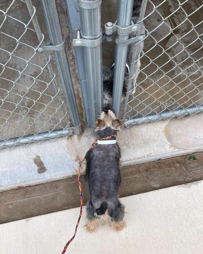 Images Willow Creek Kennels