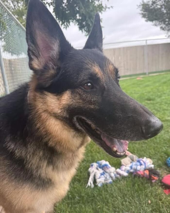Images Willow Creek Kennels