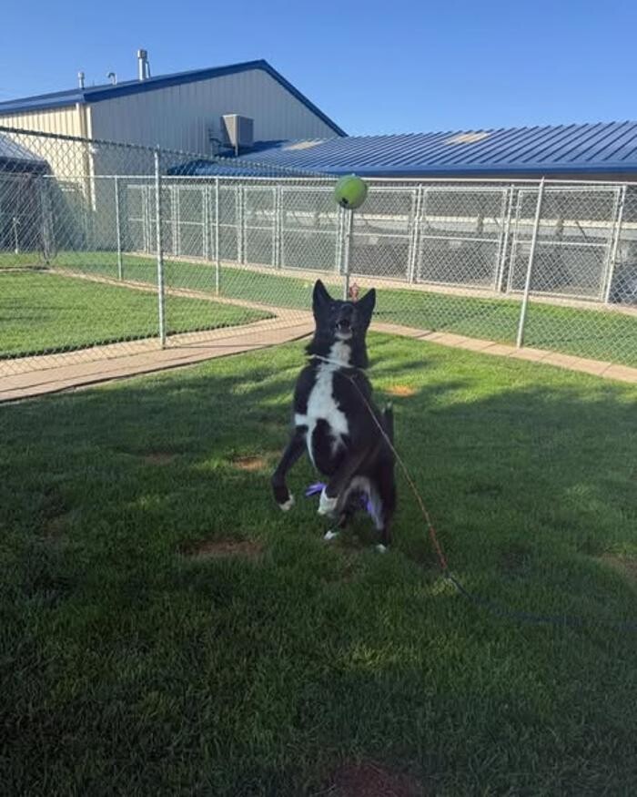 Images Willow Creek Kennels