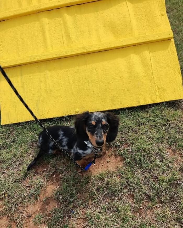 Images Willow Creek Kennels