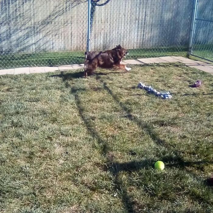 Images Willow Creek Kennels