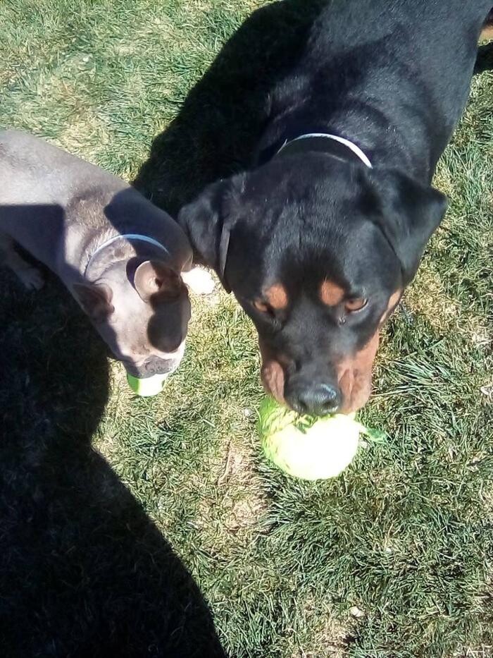 Images Willow Creek Kennels