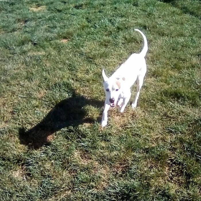 Images Willow Creek Kennels