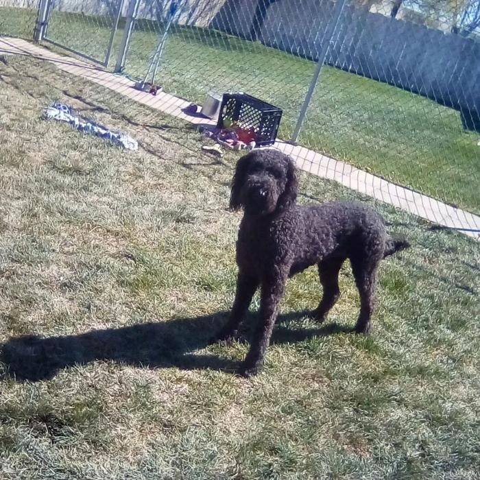 Images Willow Creek Kennels