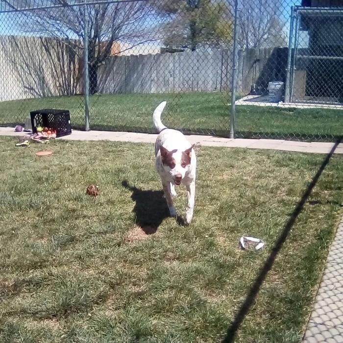 Images Willow Creek Kennels