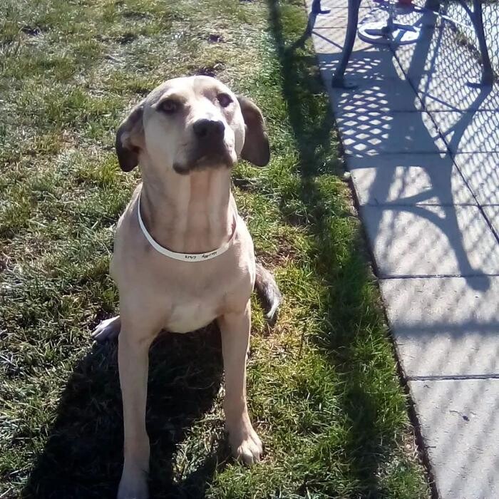 Images Willow Creek Kennels