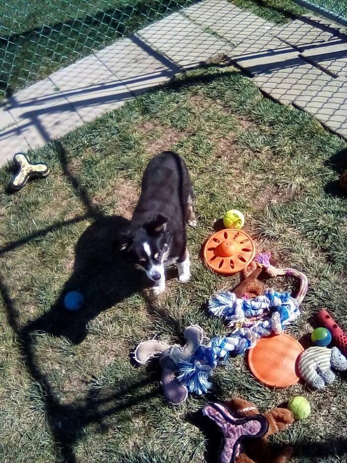 Images Willow Creek Kennels