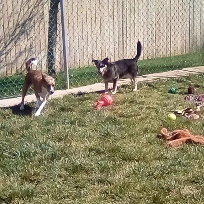 Images Willow Creek Kennels